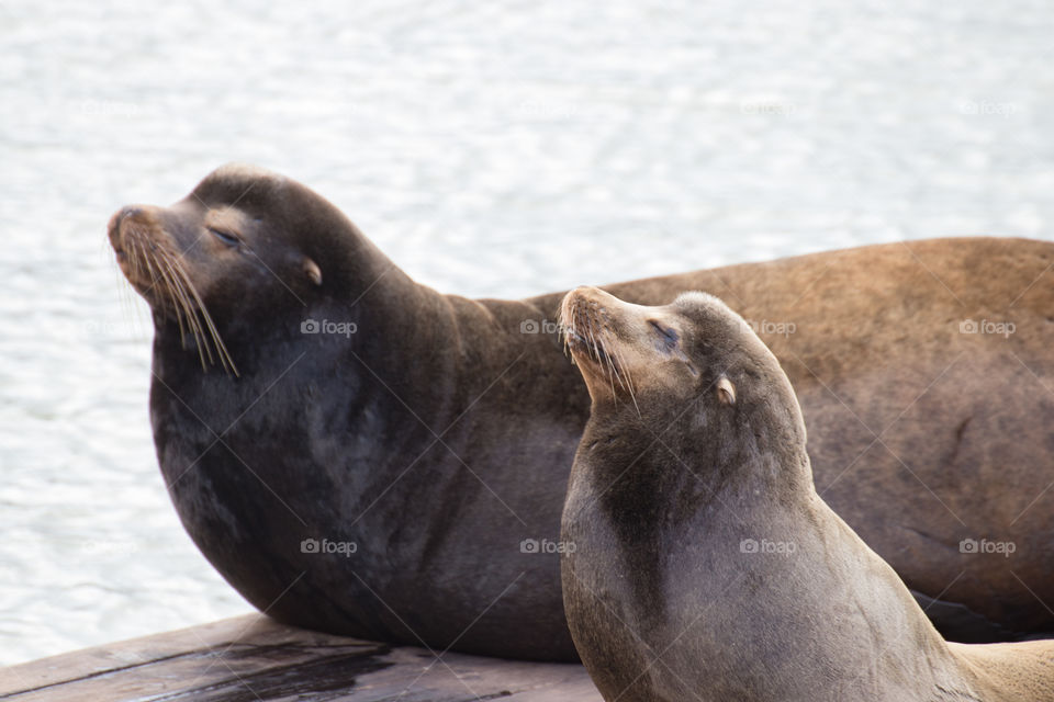 Beautiful seals basking lying in the sun