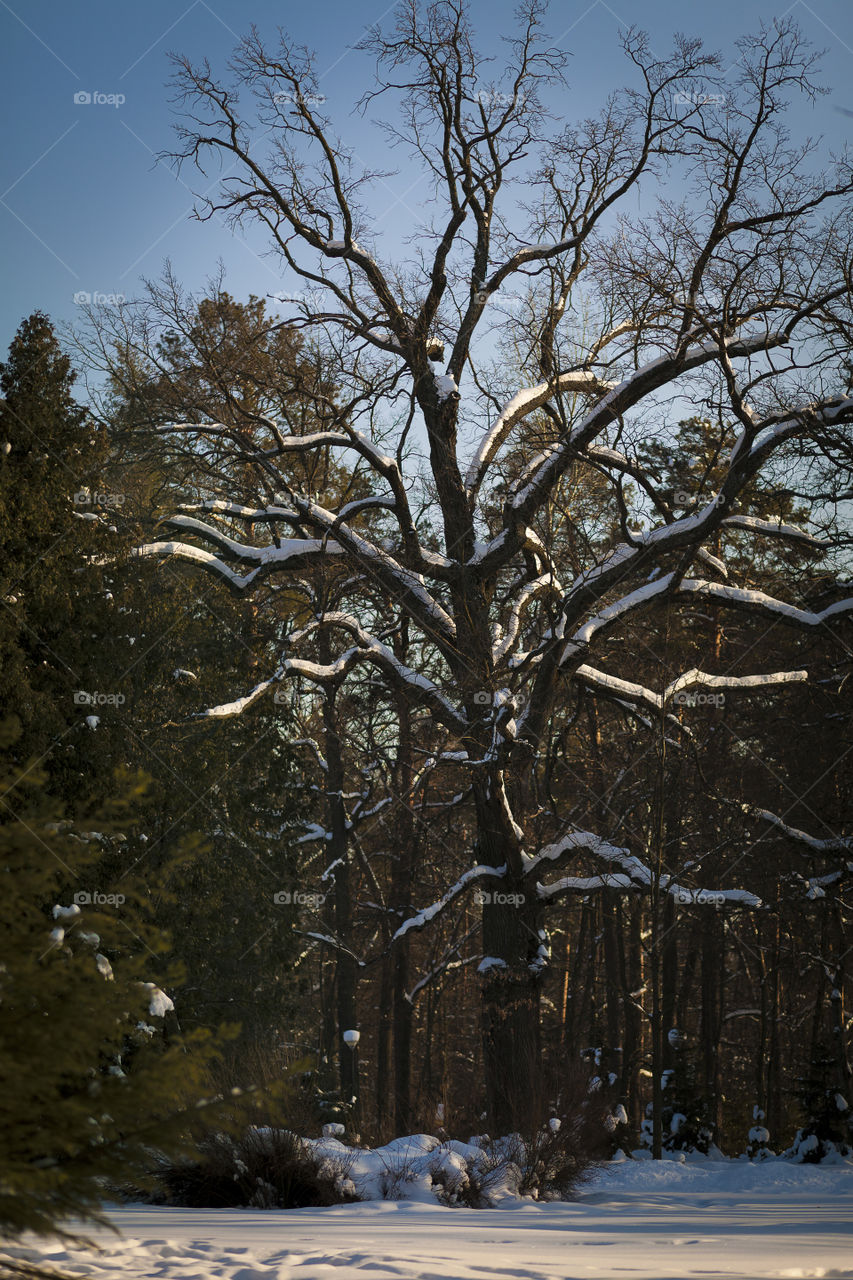 Winter tree
