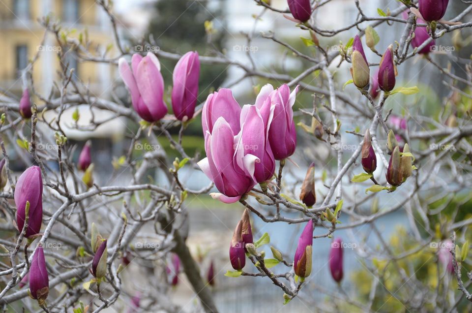 Urban nature Plants, Bulgaria