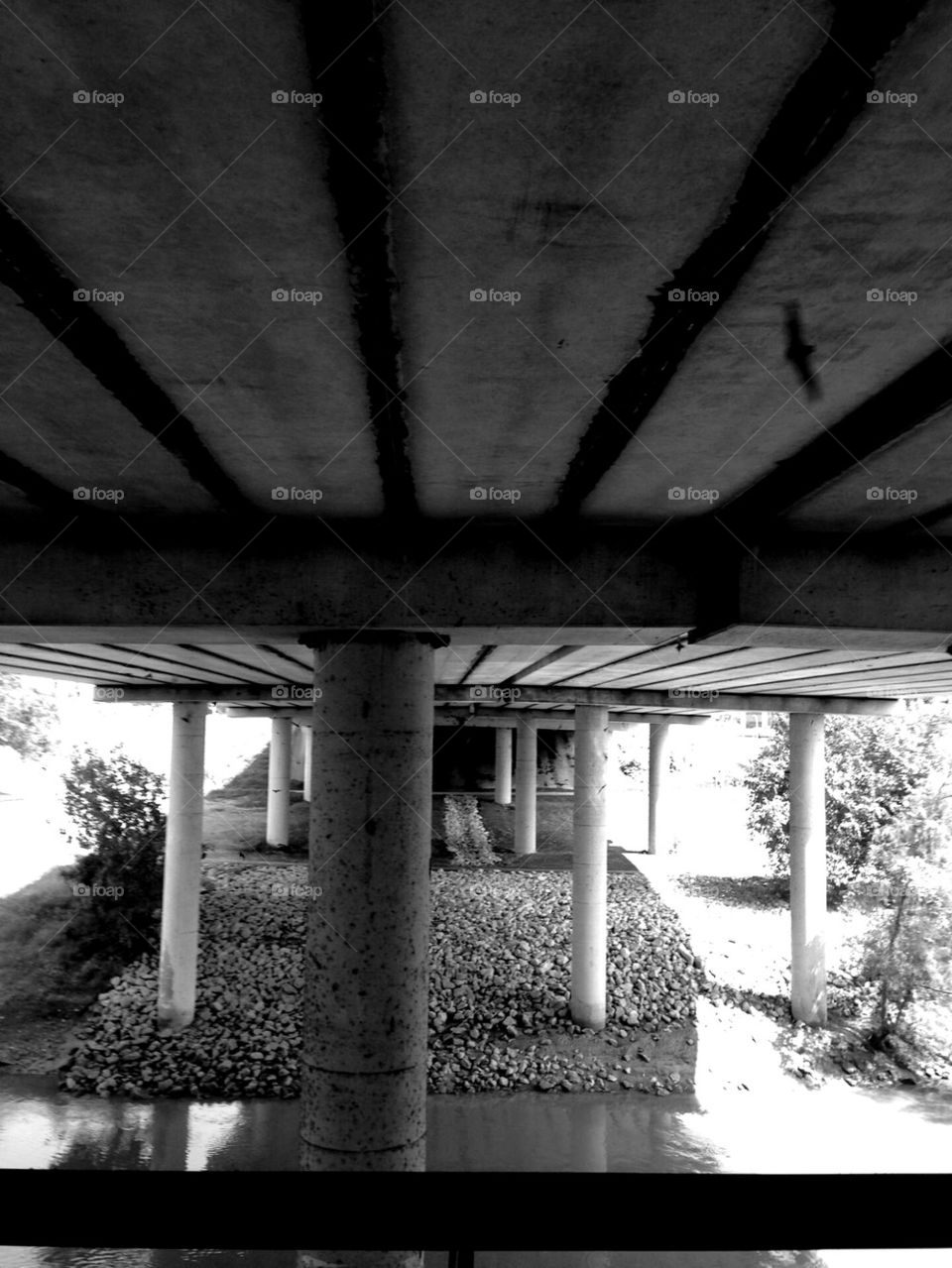 Bat Under the Bridge
