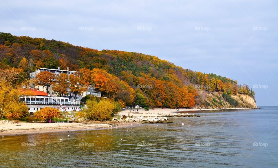 Autumn trees on cliff in gdynia, poland