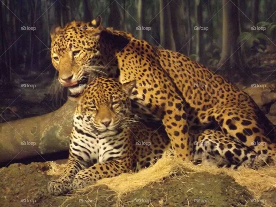 jaguars pat and stella