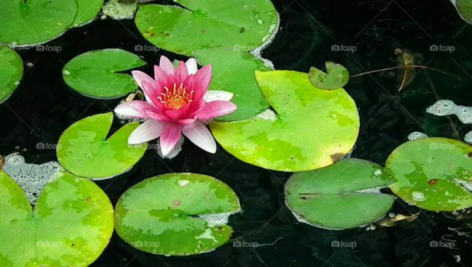 lily
