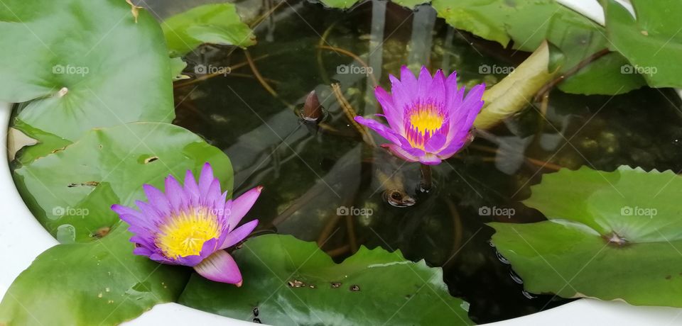 Lotus, Flower, Pool, Flora, Blooming