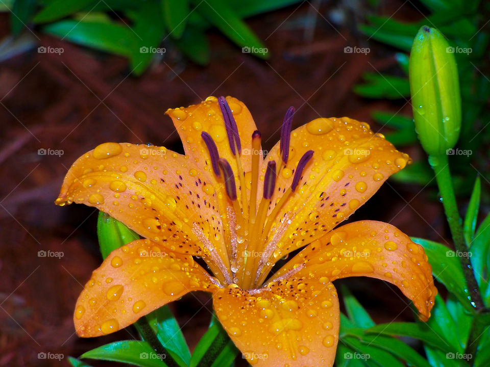 orange lily with black freckles with raindrops