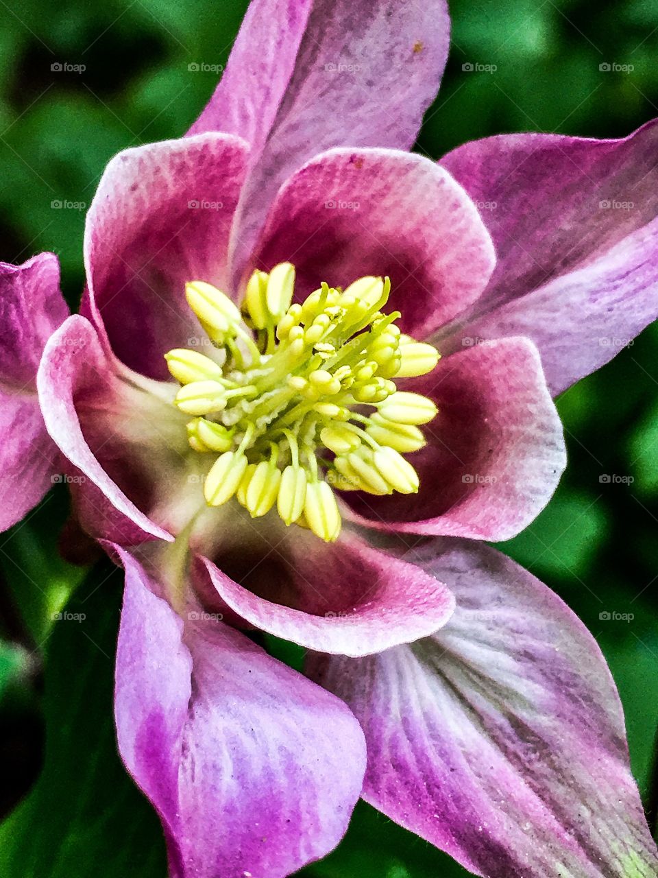Columbine 