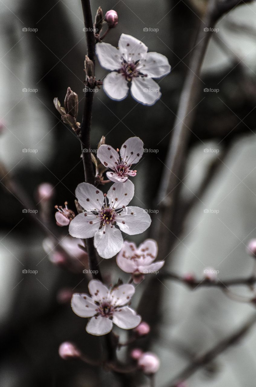 Cherry blossom