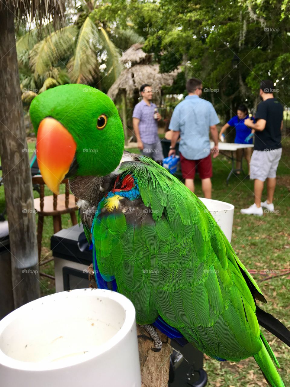 Parrot