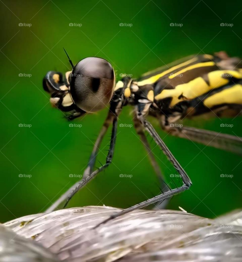 What a look. beautiful and cute insects # Closeup