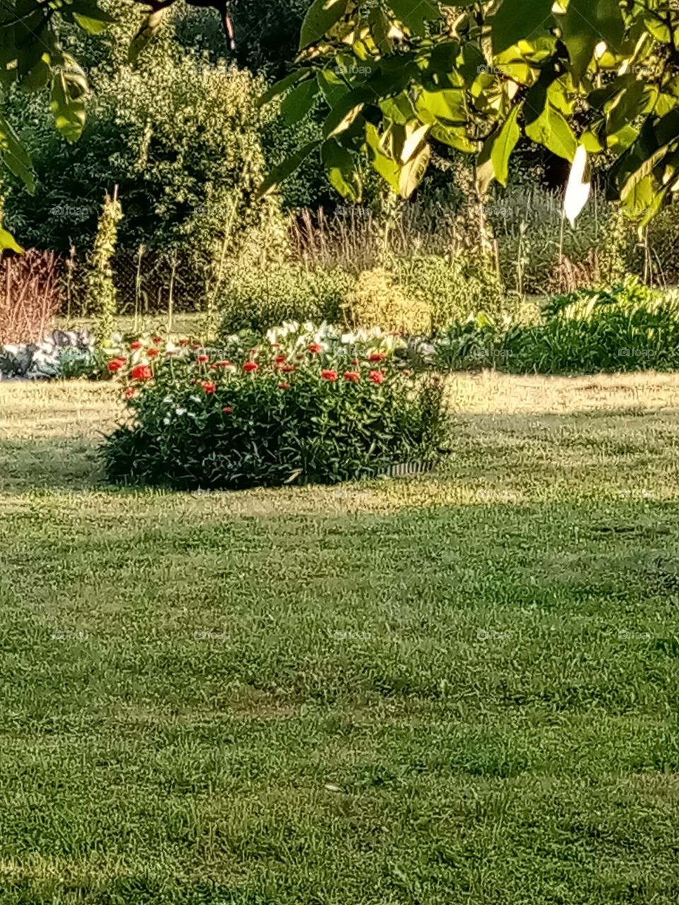 Permacultural garden