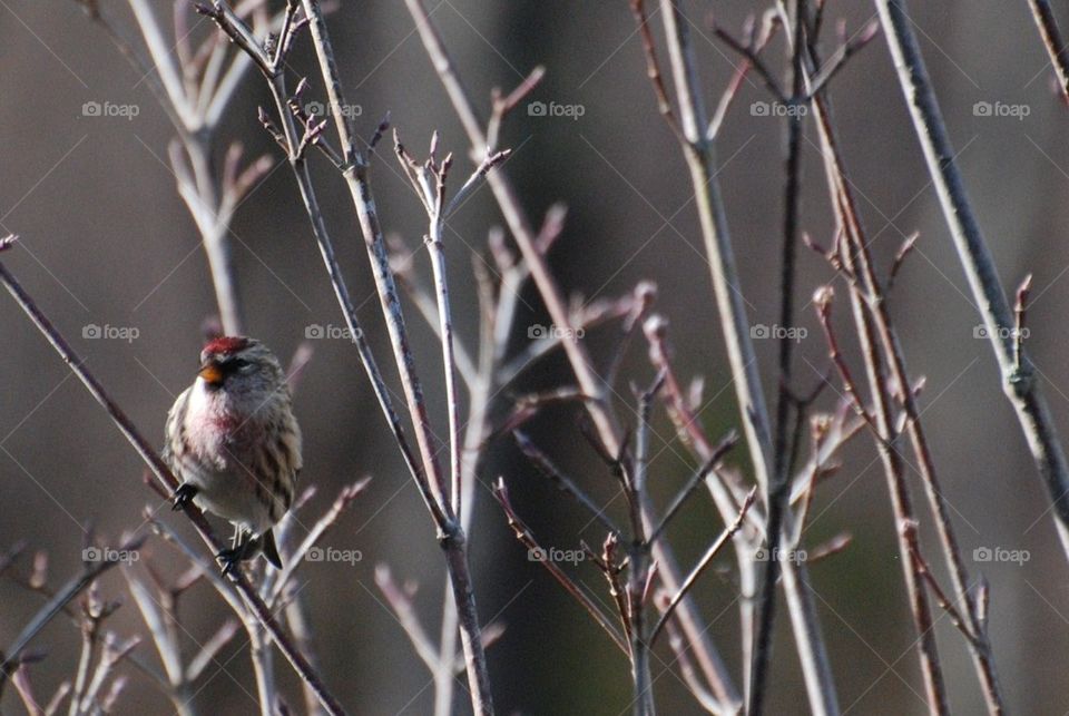 Redpoll