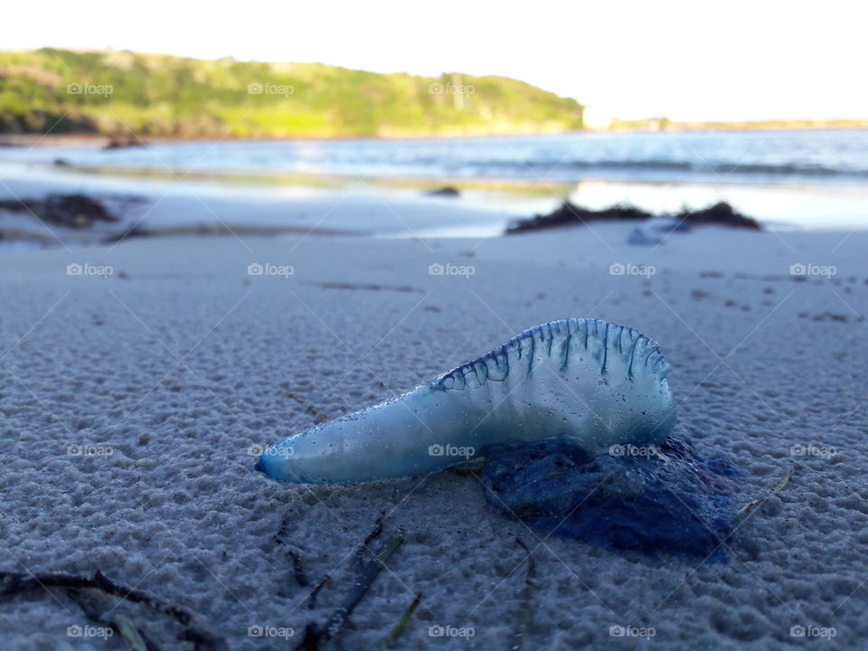 Bluebottle