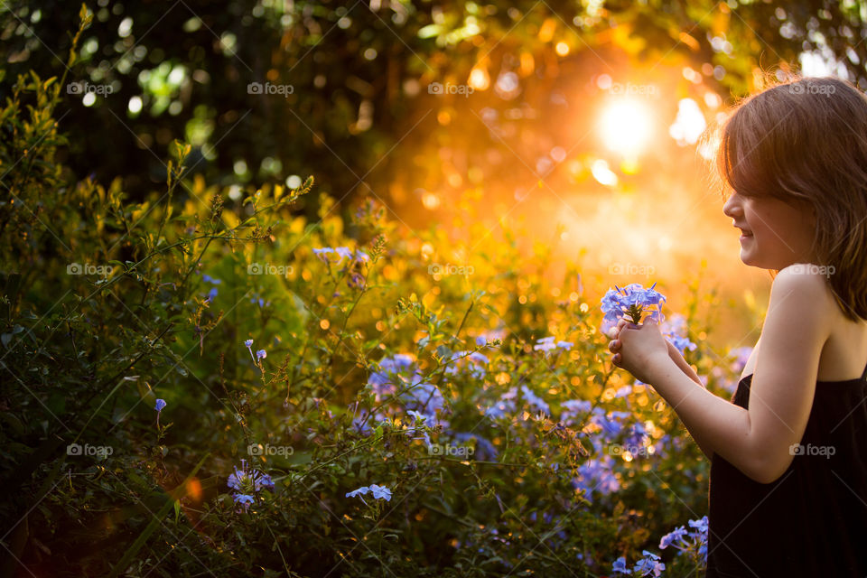 Sunset over flowers with little girl picking purple flowers.