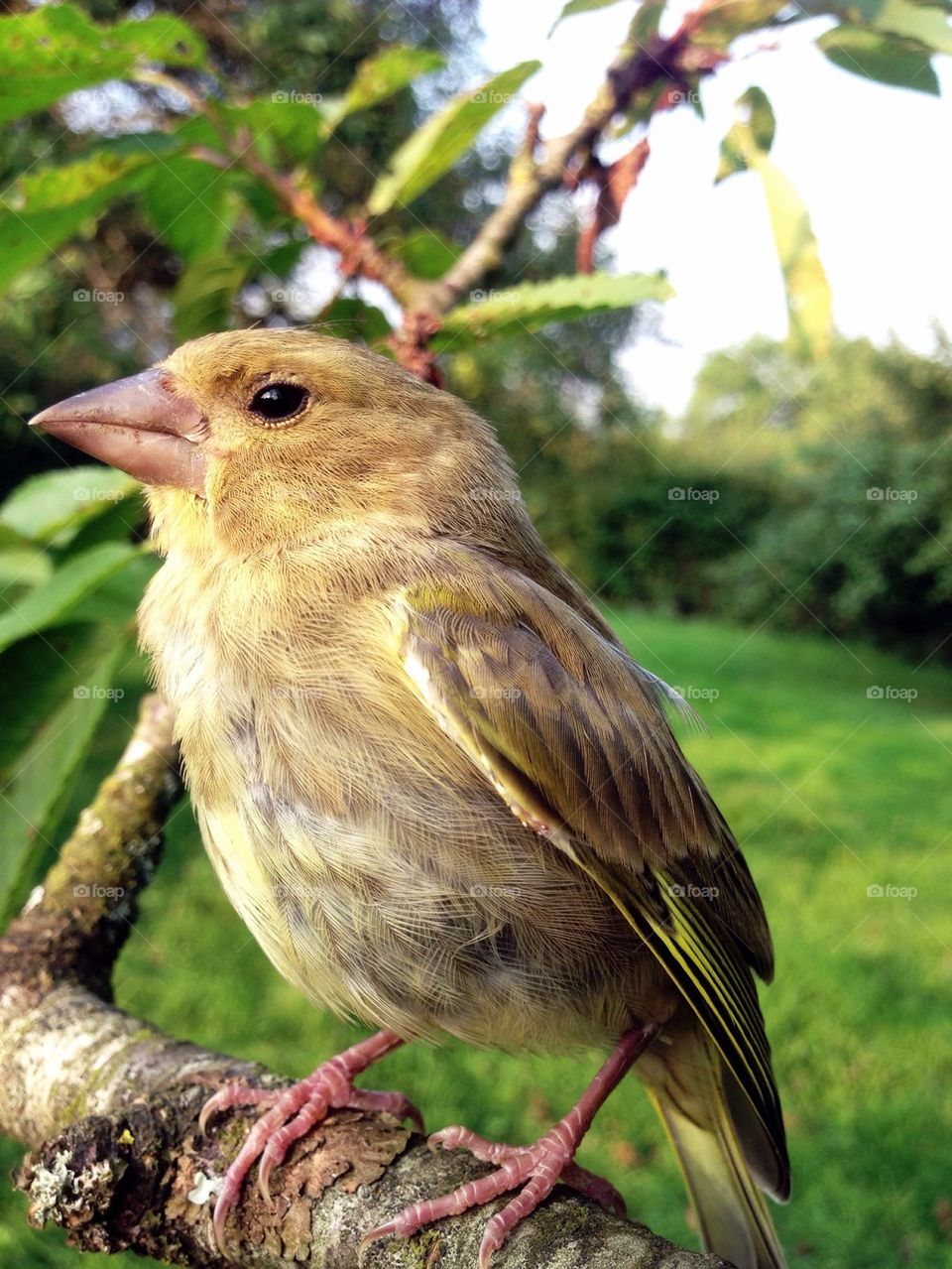 Greenfinch bird