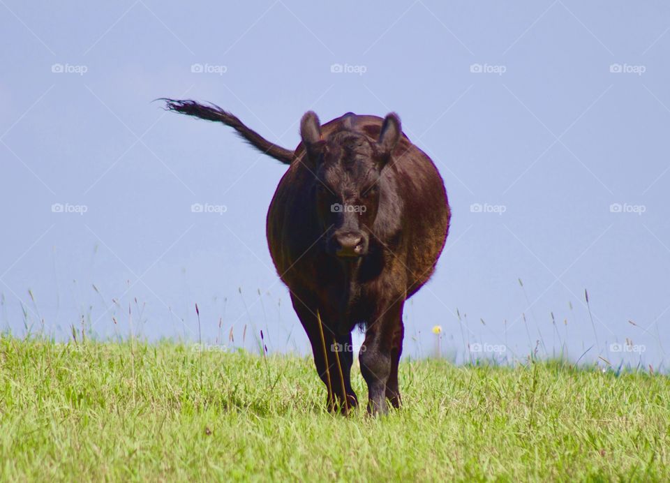 A steer runs through a sunny pasture on a breezy summer's day