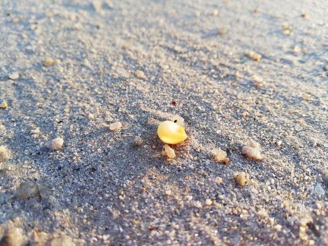 Sable et coquillage
