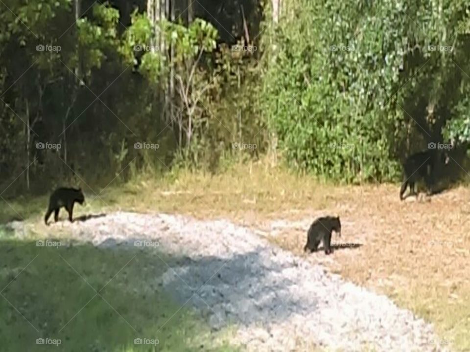 Beautiful Creatures:)