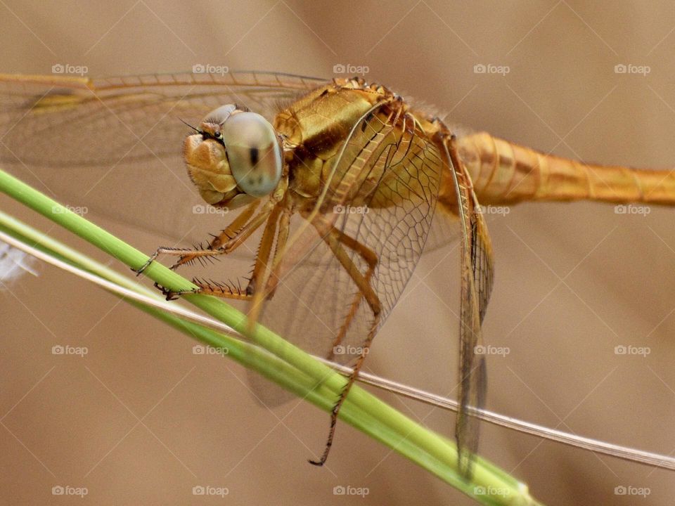 Closeup of dragonfly 