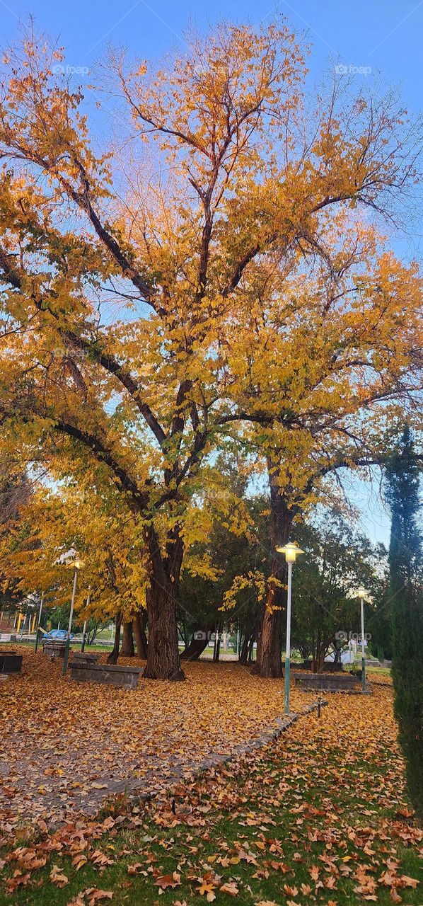 beautiful autumn
The autumn season is coming to an end. I took this photo from around my office. Autumn is the master of nature painting.