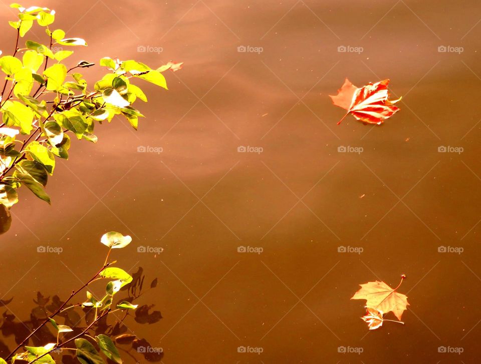 leaves on the river