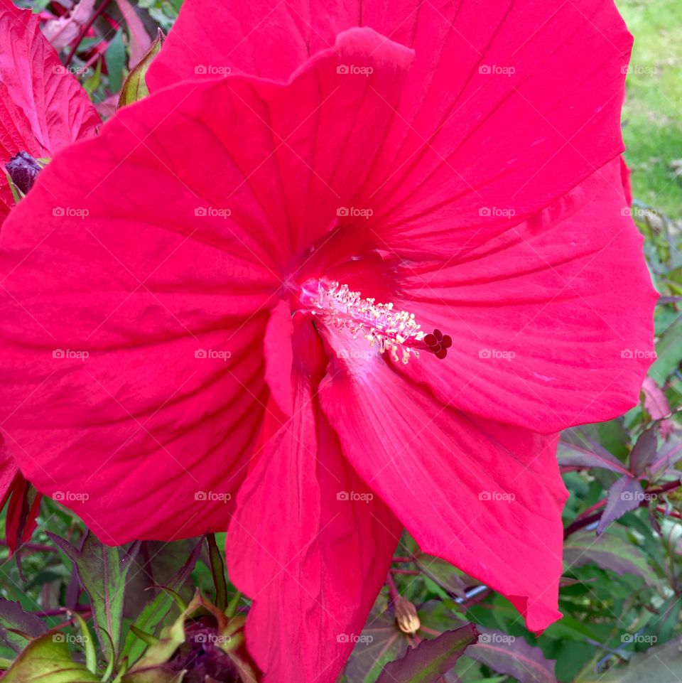 Beautiful hibiscus 