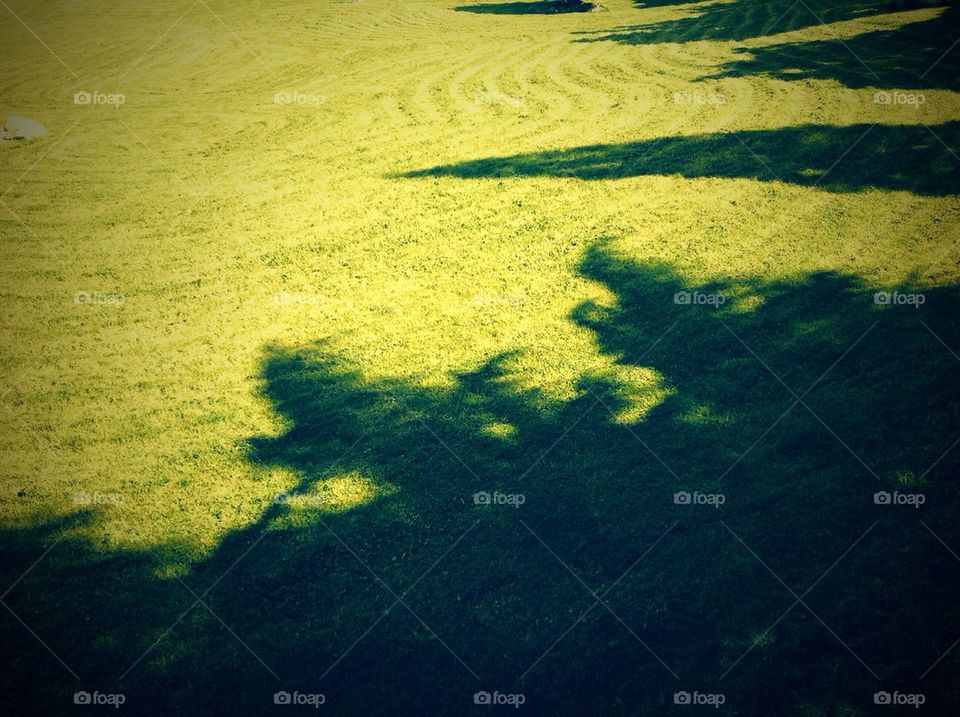 Tree shadows