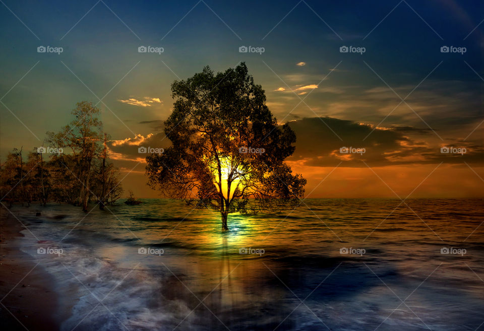 tree at tanjung beach