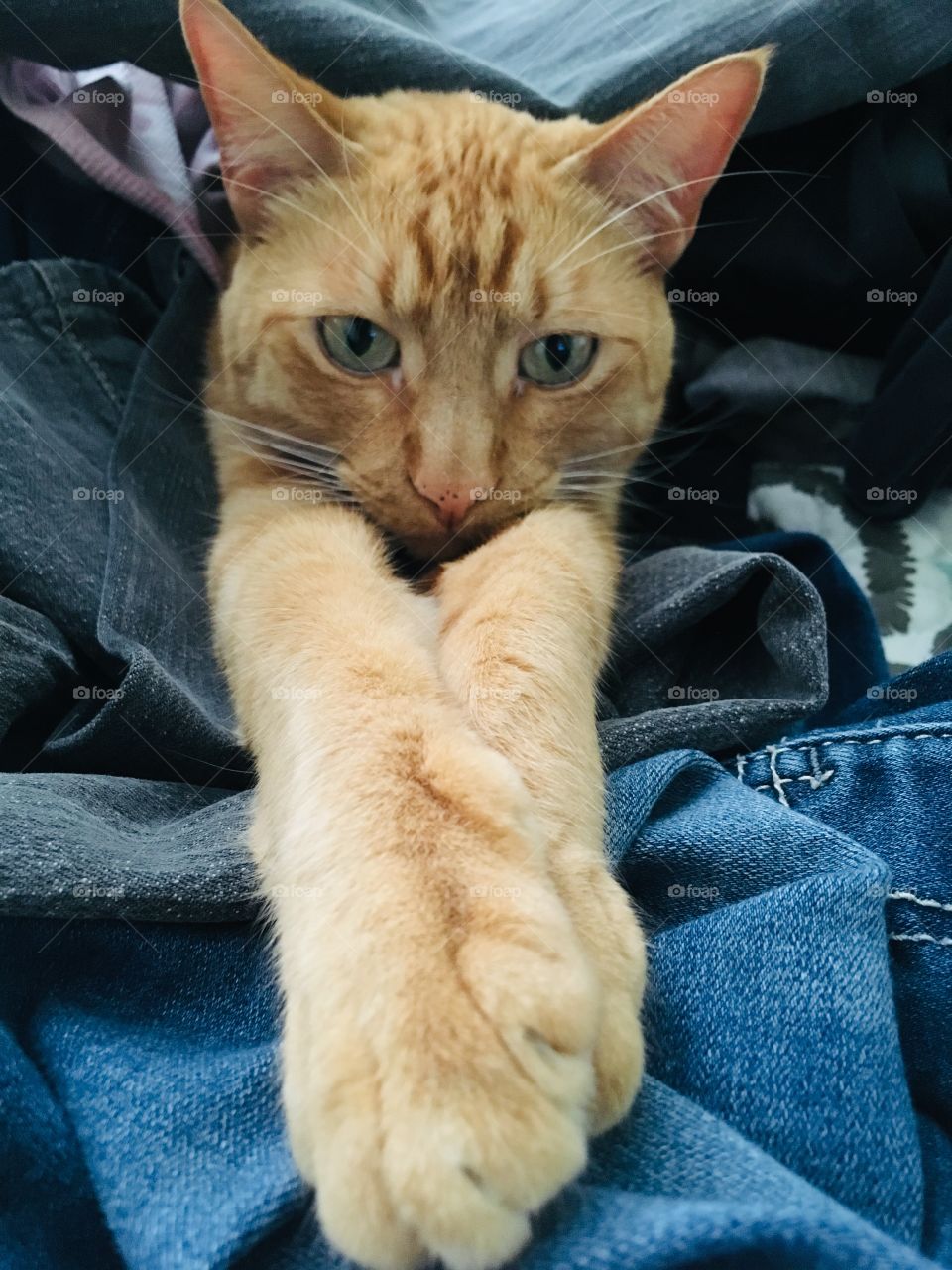 Ginger kitty in a pile of laundry 🧺