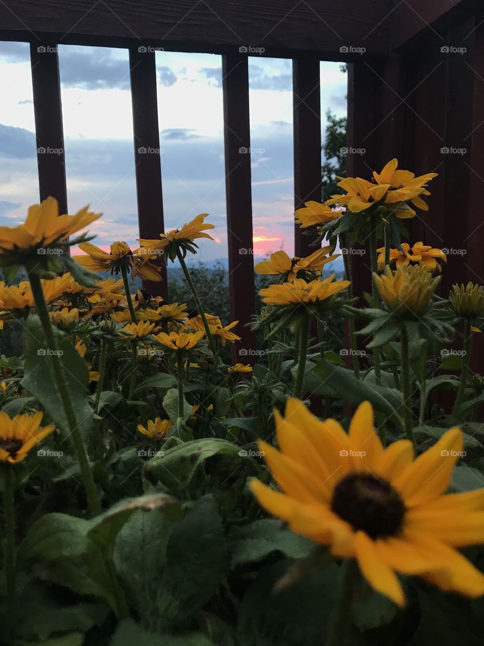 Sunsets and sunflowers 