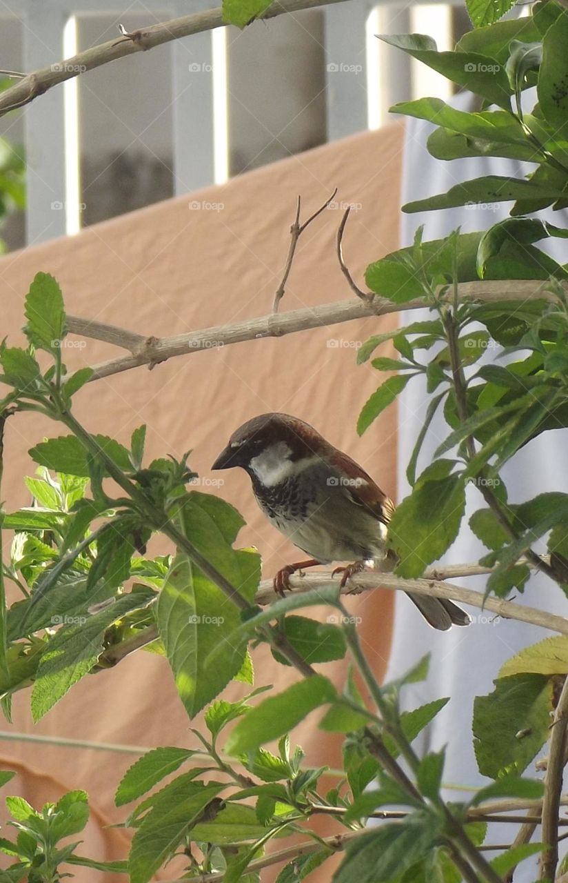 Bird, clothes and leaves