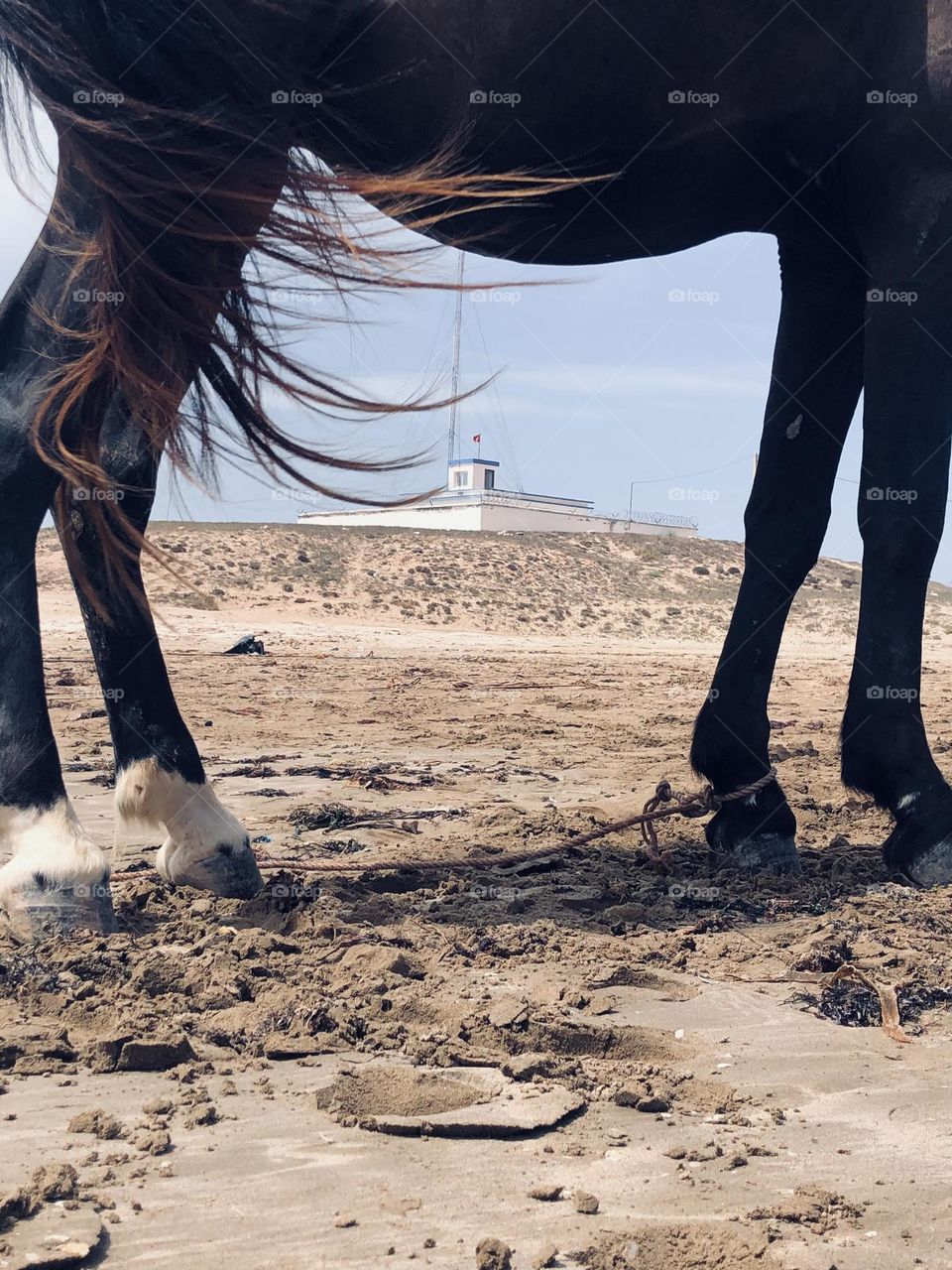 Beautiful view between horse s legs