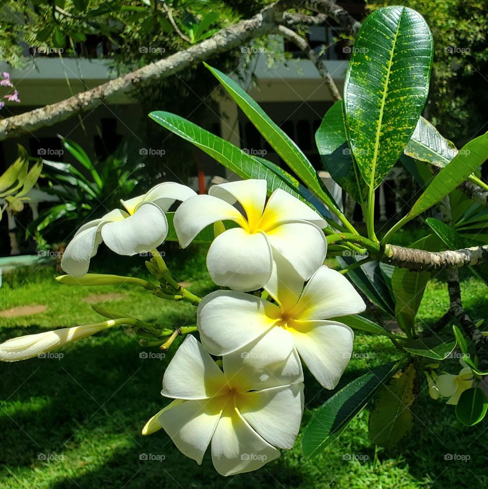 frangipani