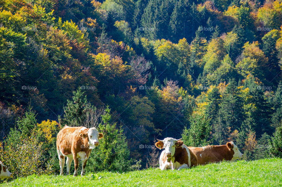 Cows on the Alpine Meadow in Autumn