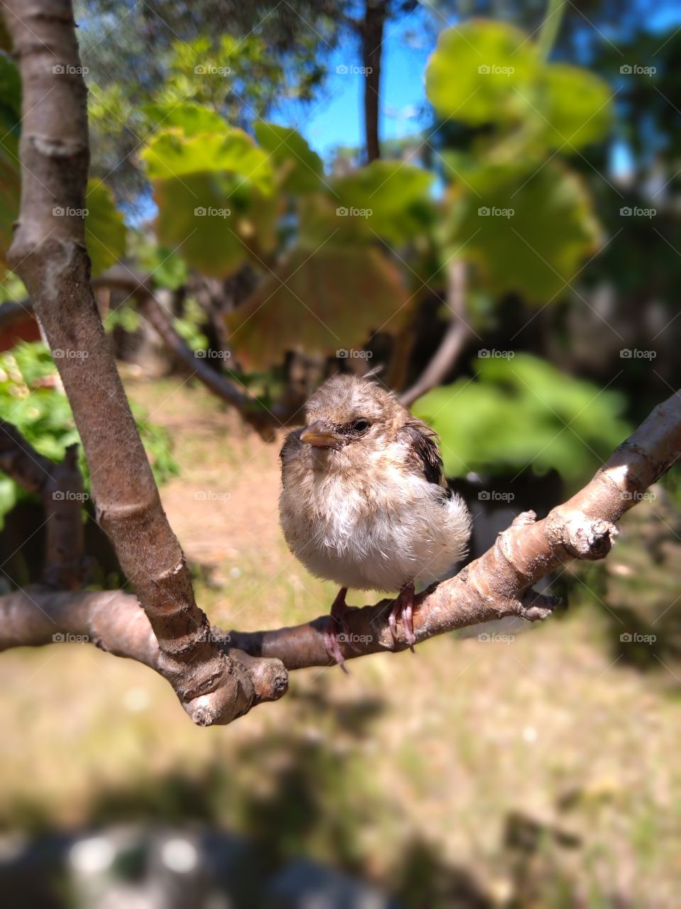 cute bird