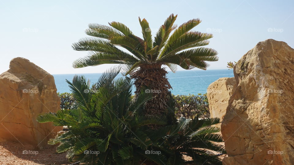 Palms#nature#seaview#rocks#sky