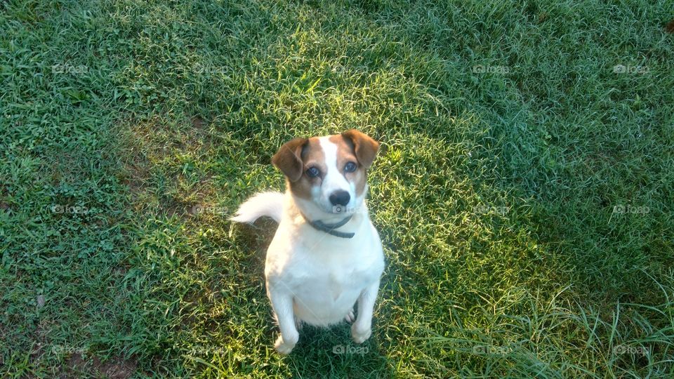 Jack Russell Terrier mix