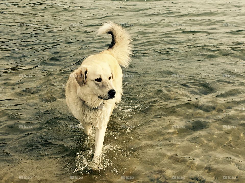 Majestic Miya- in the water-stick fetching