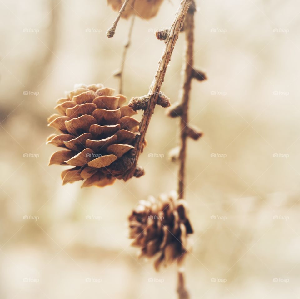 Pinecones 