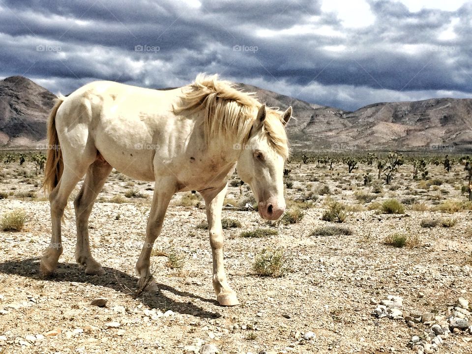 Wild Mustang Horse
