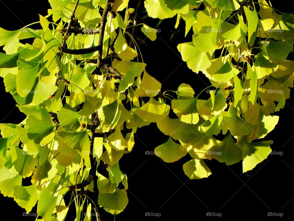 Ginkgo tree in fall