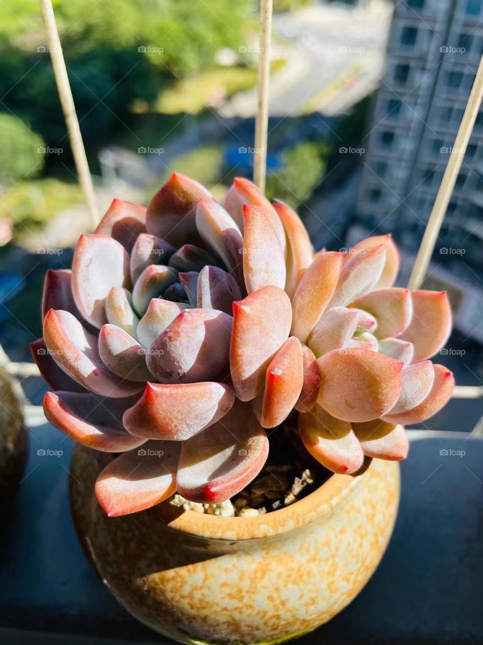 Cute succulent potted plant