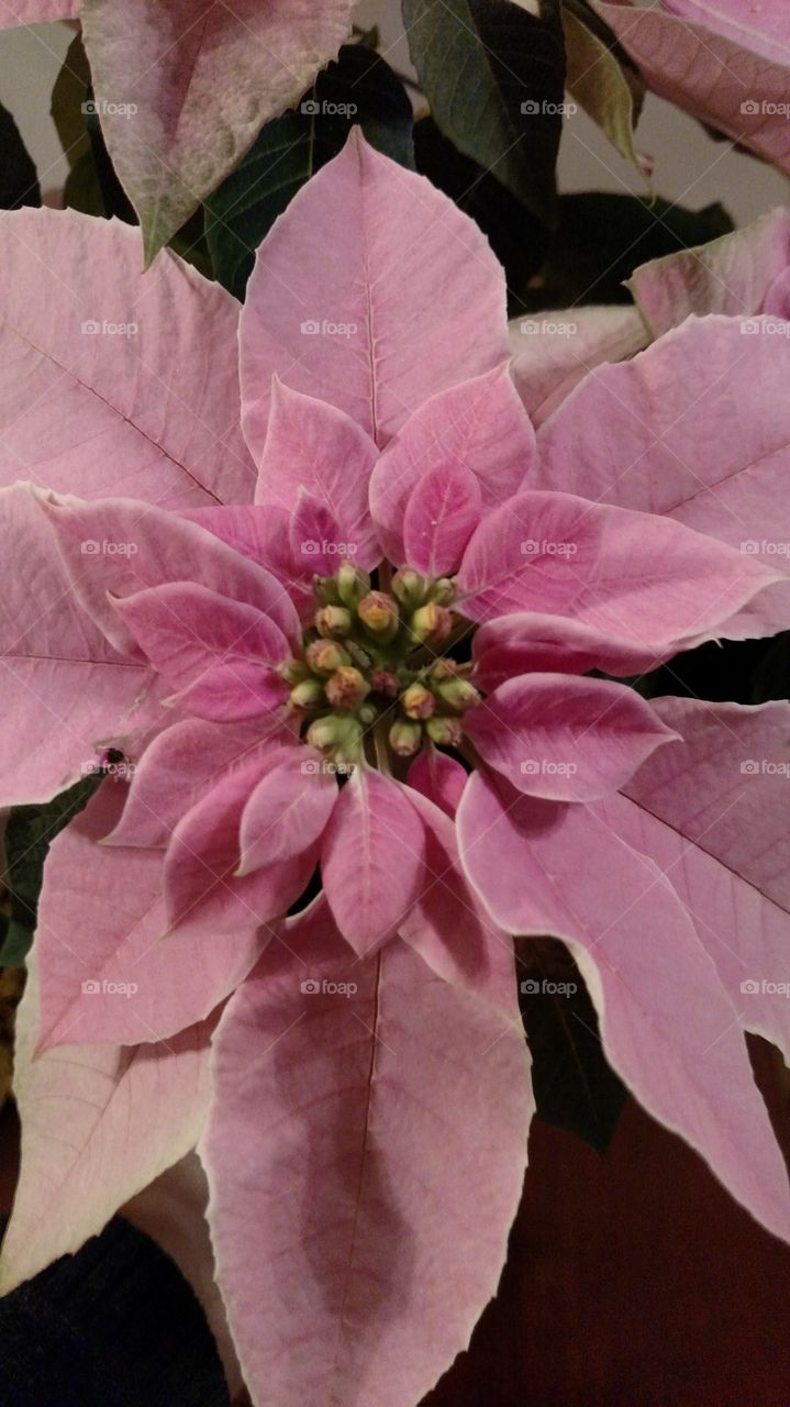 Christmas Pink poinsettia