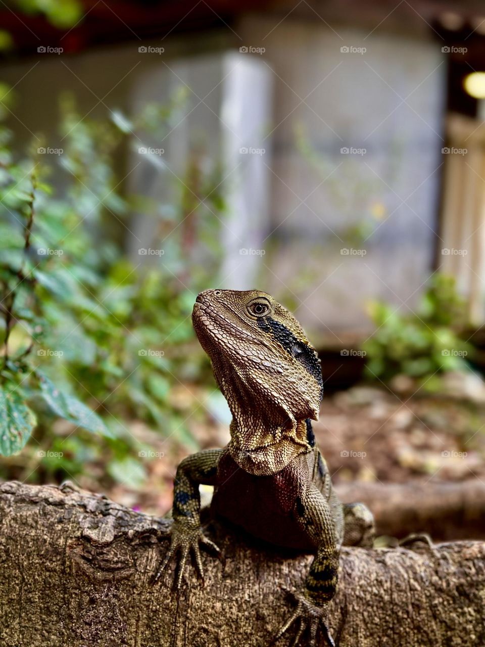 Australian Water Dragon