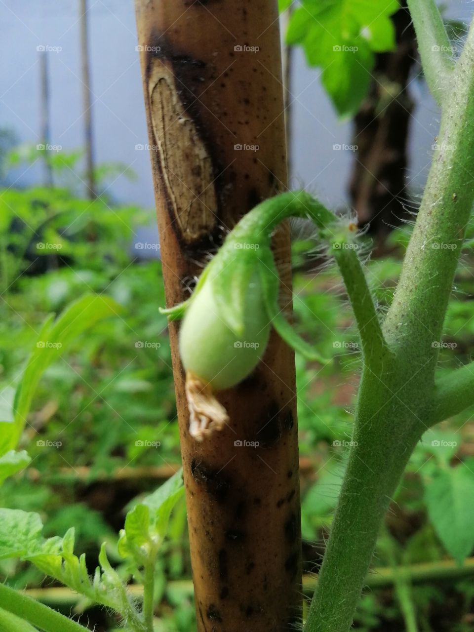 Baby Tomato