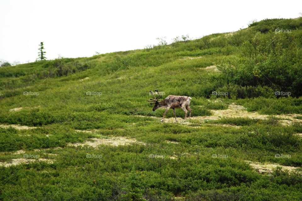 Caribou feeding in Denali