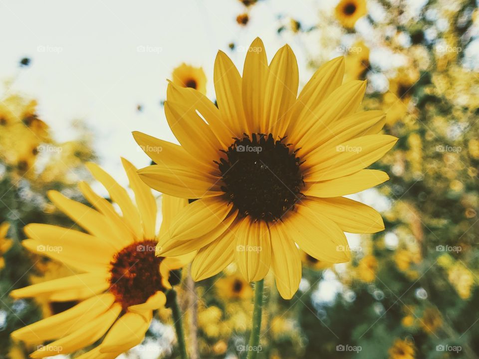 Fall common yellow sunflowers