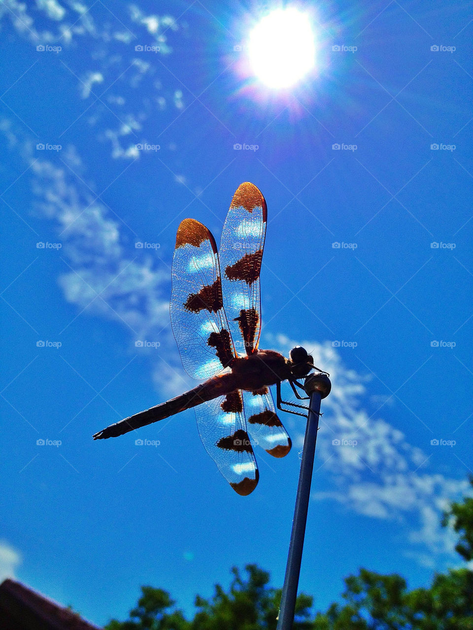 sky light nature pretty by somebeach