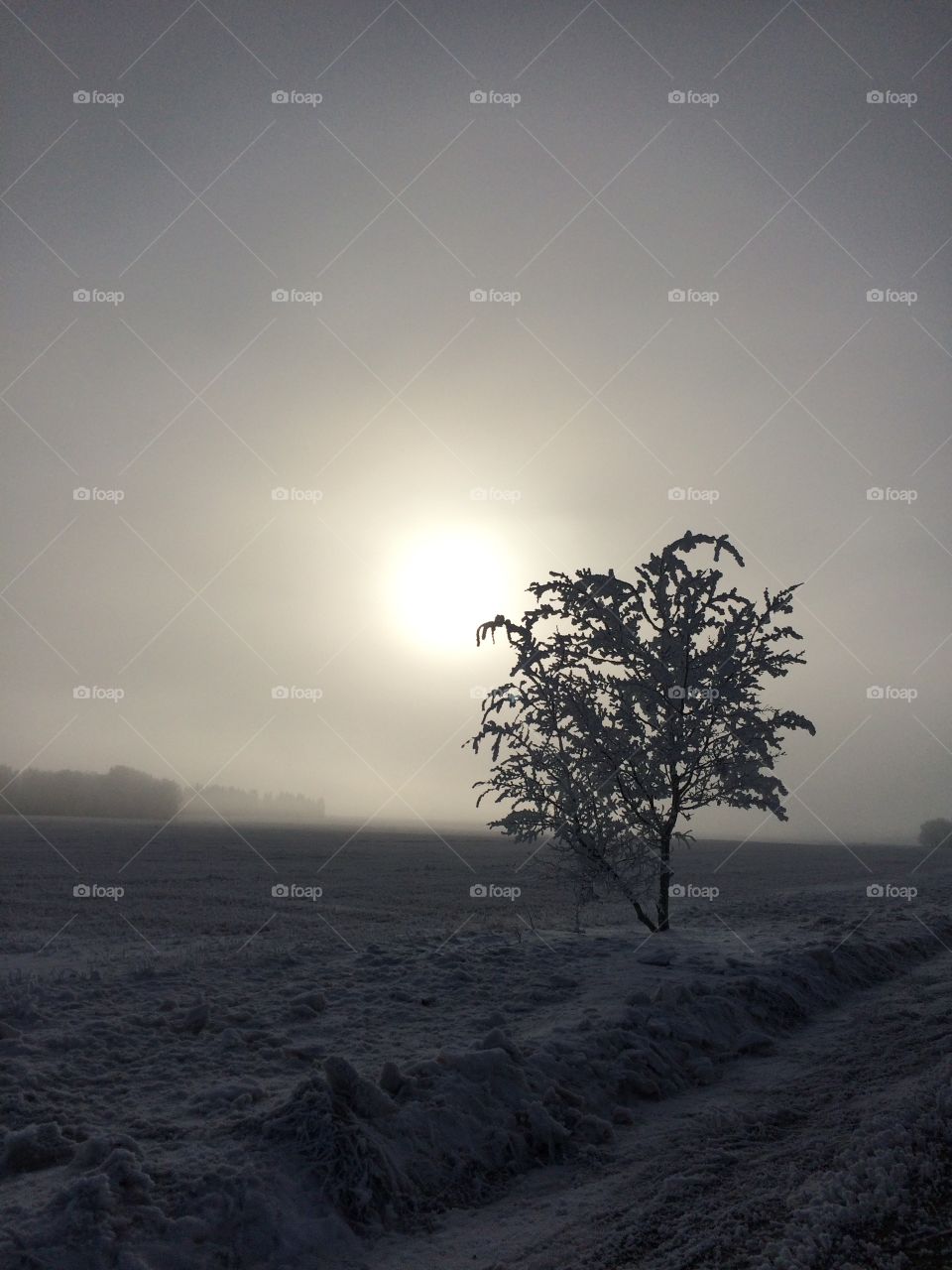 Silhouette of a tree in winter 