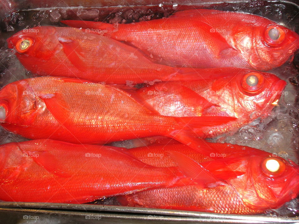Japanese  fish market