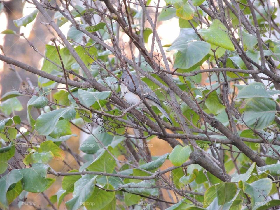 Tufted Titmouse
